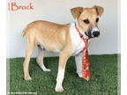 Collie-Labrador Retriever Mix DOG FOR ADOPTION RGADN-1380045 - Brock - Collie /