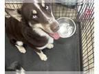 Siberian Husky DOG FOR ADOPTION RGADN-1380067 - JAMES BROWN - Siberian Husky