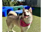 Mix DOG FOR ADOPTION RGADN-1380082 - Zuli - Husky (long coat) Dog For Adoption