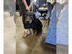 Labrottie DOG FOR ADOPTION RGADN-1380085 - Ellie-In Foster - Rottweiler /