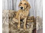Labrottie DOG FOR ADOPTION RGADN-1380086 - Brussel Sprout - Rottweiler /