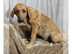 Labrottie DOG FOR ADOPTION RGADN-1380087 - Arugula - Rottweiler / Labrador