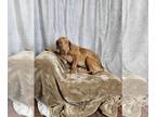 Labrottie DOG FOR ADOPTION RGADN-1380088 - Sweet Potato - Rottweiler / Labrador
