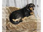 Labrottie DOG FOR ADOPTION RGADN-1380090 - Acorn - In Foster - Rottweiler /