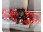 Australian Shepherd-Pomeranian Mix DOG FOR ADOPTION RGADN-1380094 - Yogi -
