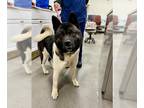 Akita DOG FOR ADOPTION RGADN-1380099 - *GINGER - Akita (short coat) Dog For