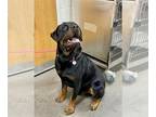 Rottweiler DOG FOR ADOPTION RGADN-1380101 - *CHICAGO - Rottweiler (short coat)