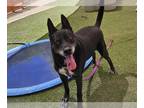 Basenji Mix DOG FOR ADOPTION RGADN-1380118 - HARLEY - Basenji / Mixed (medium
