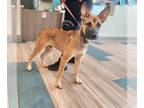 Shepradors DOG FOR ADOPTION RGADN-1380133 - RIVER - German Shepherd Dog /