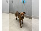 Rhodesian Ridgeback Mix DOG FOR ADOPTION RGADN-1380150 - *BING BONG - Rhodesian