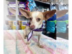 Chiweenie DOG FOR ADOPTION RGADN-1380163 - Lil Chloe Big Ears (Benefactor Dog) -
