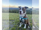 Sheprador DOG FOR ADOPTION RGADN-1380177 - Poppy Anne (aka Brookie) - Australian