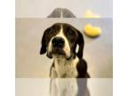 Boxador DOG FOR ADOPTION RGADN-1380185 - Cassy - Boxer / Labrador Retriever /