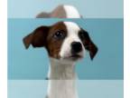 Boxador DOG FOR ADOPTION RGADN-1380188 - Cooper (Cassy's Litter) - Labrador