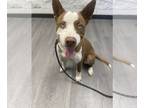 German Shepherd Dog-Huskies Mix DOG FOR ADOPTION RGADN-1380192 - Toby Blue Eyes