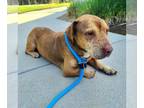 Chinese Shar-Pei-Pembroke Welsh Corgi Mix DOG FOR ADOPTION RGADN-1380204 -