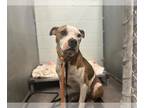 Boxer Mix DOG FOR ADOPTION RGADN-1380222 - YORK - Boxer / Mixed (medium coat)