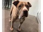 Catahoula Leopard Dog Mix DOG FOR ADOPTION RGADN-1380223 - MAPLE - Catahoula