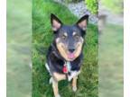 Border Collie Mix DOG FOR ADOPTION RGADN-1380227 - Buddy - Border Collie / Mixed