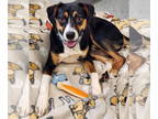 Beagle Mix DOG FOR ADOPTION RGADN-1380233 - Charlie - Beagle / Terrier / Mixed