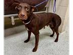 Doberman Pinscher Mix DOG FOR ADOPTION RGADN-1380243 - WALTER - Doberman