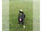 Akita Mix DOG FOR ADOPTION RGADN-1380280 - HERCULES - Akita / Mixed (short coat)