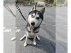 Siberian Husky DOG FOR ADOPTION RGADN-1380309 - Zeus - one year Husky - GOOD