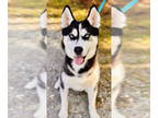 Siberian Husky DOG FOR ADOPTION RGADN-1380319 - Echo - Siberian Husky (medium
