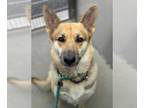 German Shepherd Dog DOG FOR ADOPTION RGADN-1380332 - MINNIE MINSHEW* - German