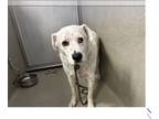 Border Collie Mix DOG FOR ADOPTION RGADN-1380343 - HUGO - Border Collie / Mixed