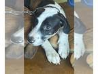 Shepradors DOG FOR ADOPTION RGADN-1380367 - MS. SNOOP - Labrador Retriever /