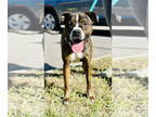 American Pit Bull Terrier Mix DOG FOR ADOPTION RGADN-1380386 - Luka - Pit Bull