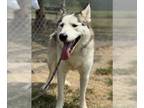 Alaskan Malamute Mix DOG FOR ADOPTION RGADN-1380398 - FERDINAND - Alaskan