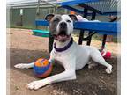 American Pit Bull Terrier DOG FOR ADOPTION RGADN-1380401 - DARRELL - Pit Bull