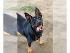 Rottweiler Mix DOG FOR ADOPTION RGADN-1380422 - Dog - Rottweiler / Mixed (medium