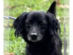 Dachshund Mix DOG FOR ADOPTION RGADN-1380431 - Parker - Dachshund / Mixed Dog