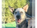 Pembroke Welsh Corgi Mix DOG FOR ADOPTION RGADN-1380443 - Sawyer - Cattle Dog /
