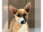 German Shepherd Dog DOG FOR ADOPTION RGADN-1380470 - Sally - German Shepherd Dog