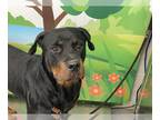 Rottweiler Mix DOG FOR ADOPTION RGADN-1380505 - RYLO - Rottweiler / Mixed