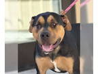 Rottweiler DOG FOR ADOPTION RGADN-1380507 - Chuki - Rottweiler / American Pit