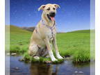 Anatolian Shepherd Mix DOG FOR ADOPTION RGADN-1380508 - Koko - Anatolian