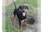 Doberman Pinscher DOG FOR ADOPTION RGADN-1380529 - *BEAUREGARD - Doberman