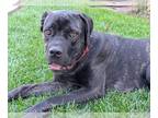 American Bandogge mastiff DOG FOR ADOPTION RGADN-1380532 - *SPARKLE - Mastiff /