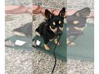 Australian Kelpie DOG FOR ADOPTION RGADN-1380563 - Charlie - Australian Kelpie
