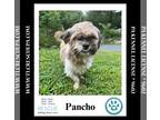 Shih Tzu Mix DOG FOR ADOPTION RGADN-1380588 - Pancho 090724 - Shih Tzu / Mixed