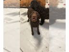 Labrador Retriever DOG FOR ADOPTION RGADN-1380590 - Morrigan #3758 - Labrador