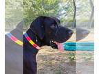 Great Dane DOG FOR ADOPTION RGADN-1380596 - Vargas - Great Dane Dog For Adoption