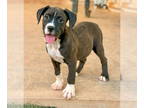 Bullboxer Pit DOG FOR ADOPTION RGADN-1380597 - Wednesday - Pit Bull Terrier /