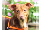 Doxle DOG FOR ADOPTION RGADN-1380601 - Ace - Beagle / Dachshund / Mixed Dog For