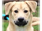 Retriever Mix DOG FOR ADOPTION RGADN-1380610 - Knox - Retriever / Terrier /